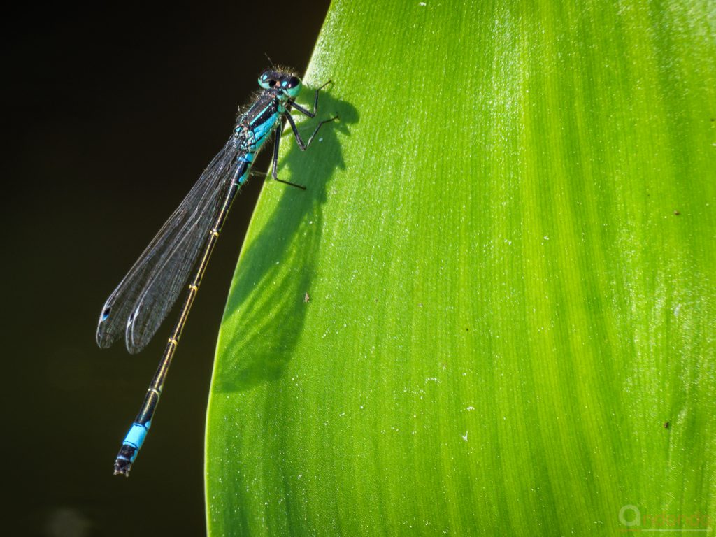 Grosse Pechlibelle (Ischnura elegans, Männchen)