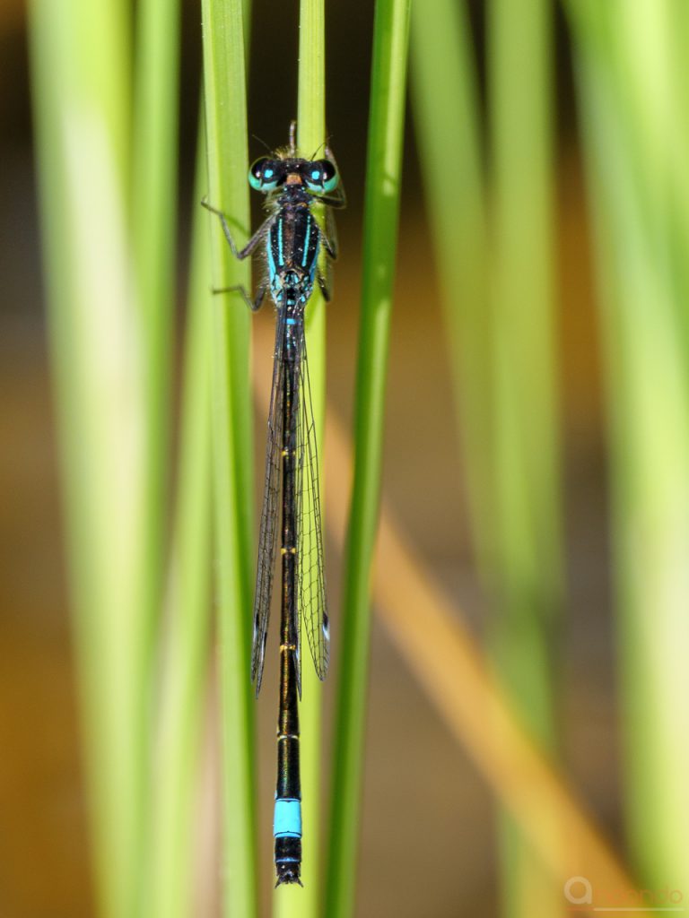 Grosse Pechlibelle (Ischnura elegans, Männchen)