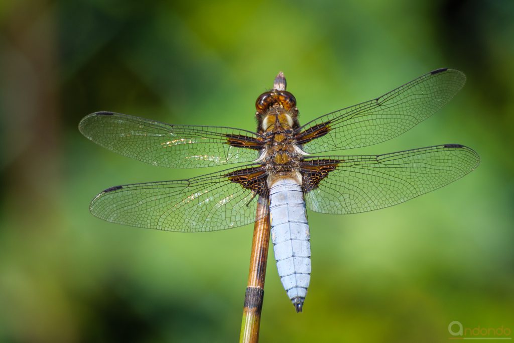 Plattbauch (Libellula depressa, Männchen)