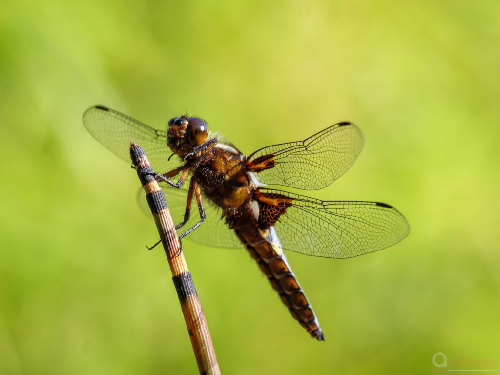 Plattbauch (Libellula depressa, Männchen)