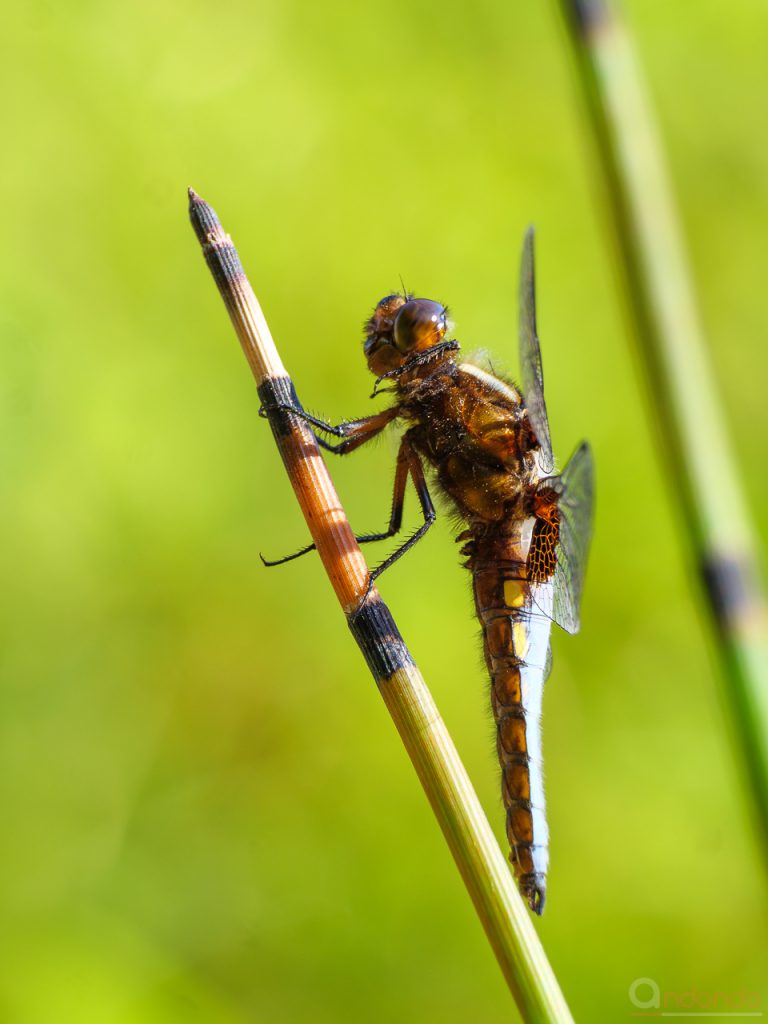 Plattbauch (Libellula depressa, Männchen)