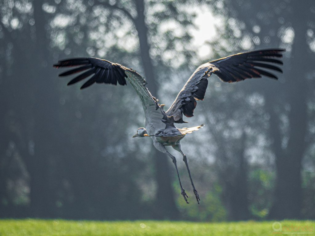 Abfliegender Kranich