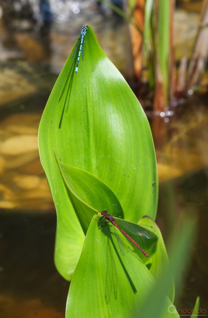 Adonislibelle und Hufeisen-Azurjungfer