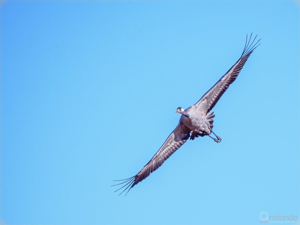 Kranich im Landeanflug