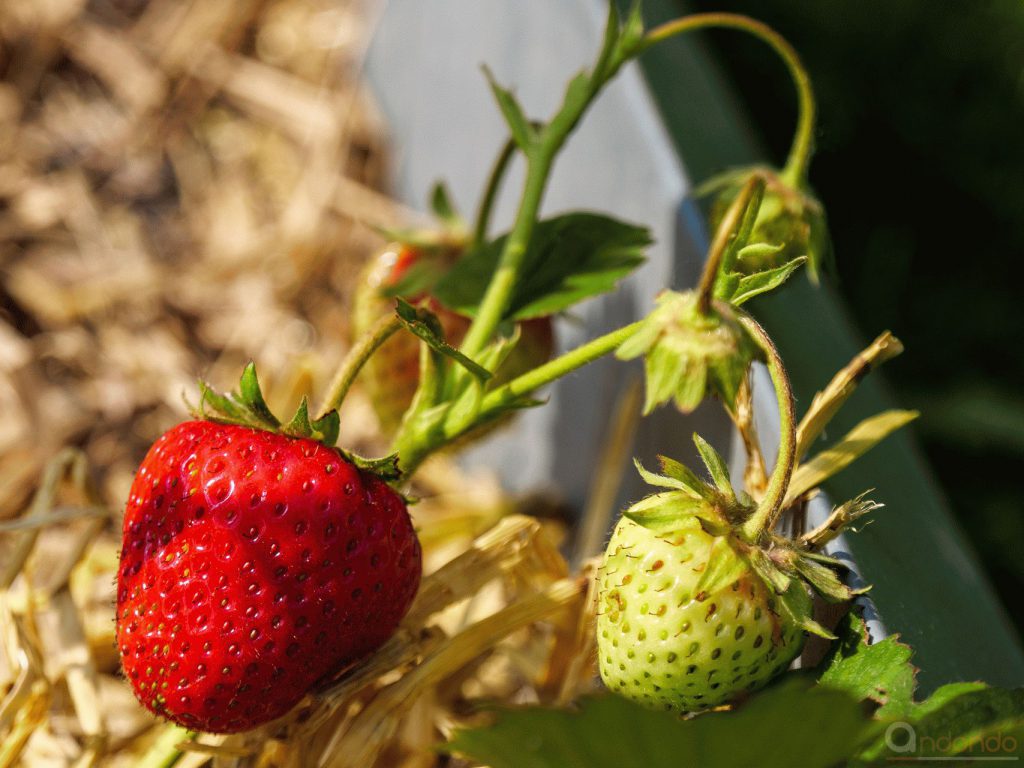 Die ersten Erdbeeren!