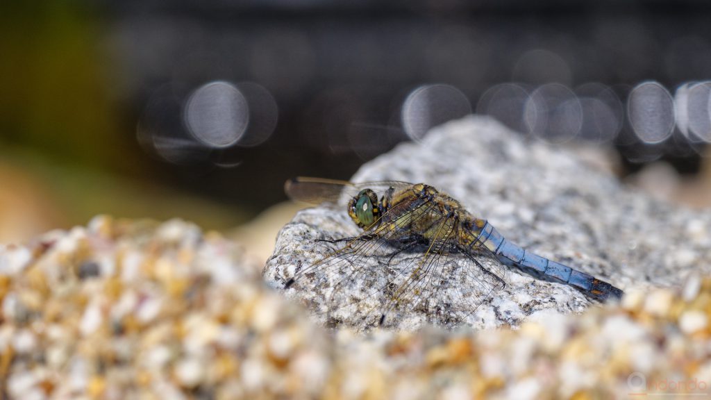 Plattbauch (Libellula depressa)