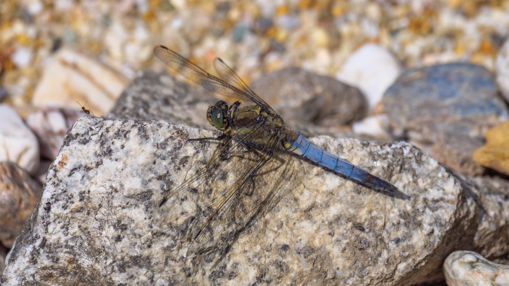 Plattbauch (Libellula depressa)