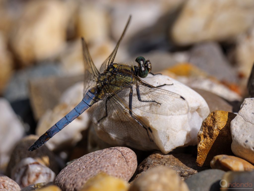 Plattbauch (Libellula depressa)