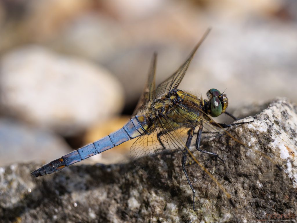 Plattbauch (Libellula depressa)