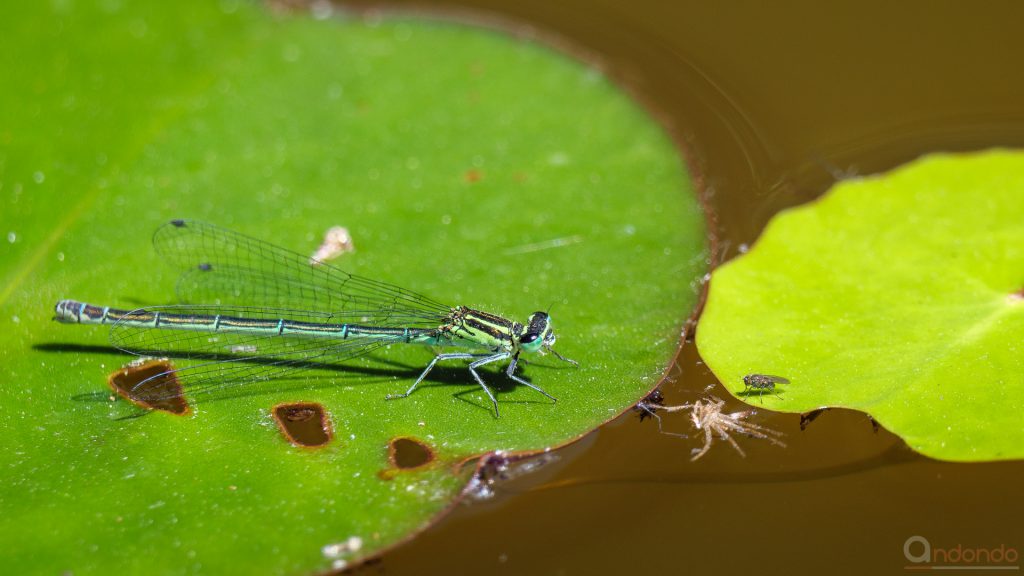 Hufeisen-Azurjungfer Weibchen