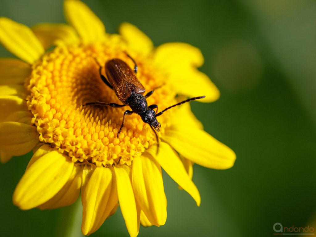 Rothalsbockkäfer (Stictoleptura rubra)