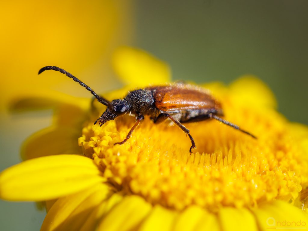 Rothalsbockkäfer (Stictoleptura rubra)