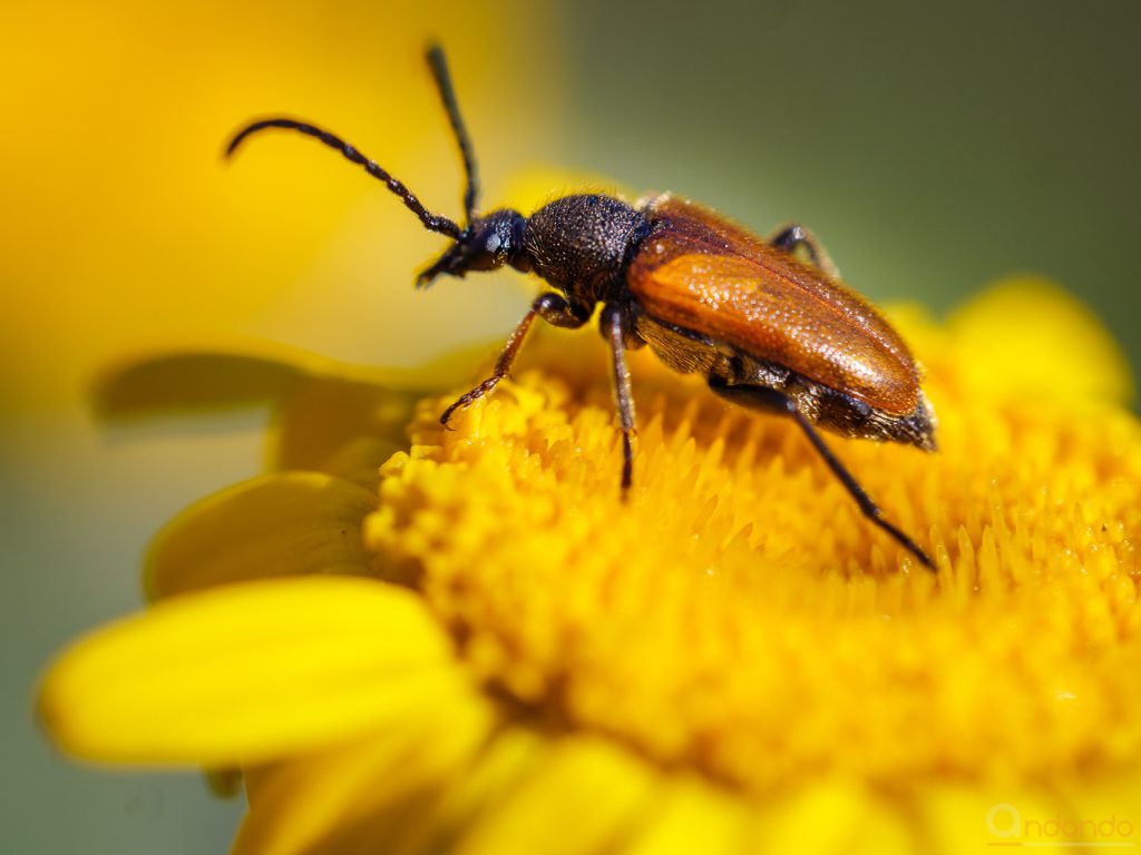 Rothalsbockkäfer (Stictoleptura rubra)