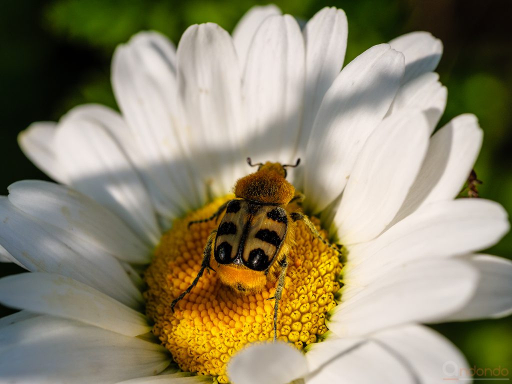 Pinselkäfer (Trichius gallicus)