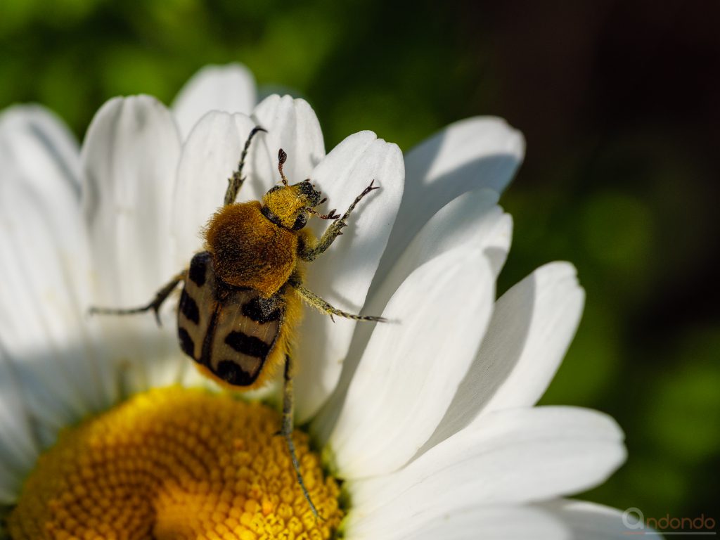 Pinselkäfer (Trichius gallicus)