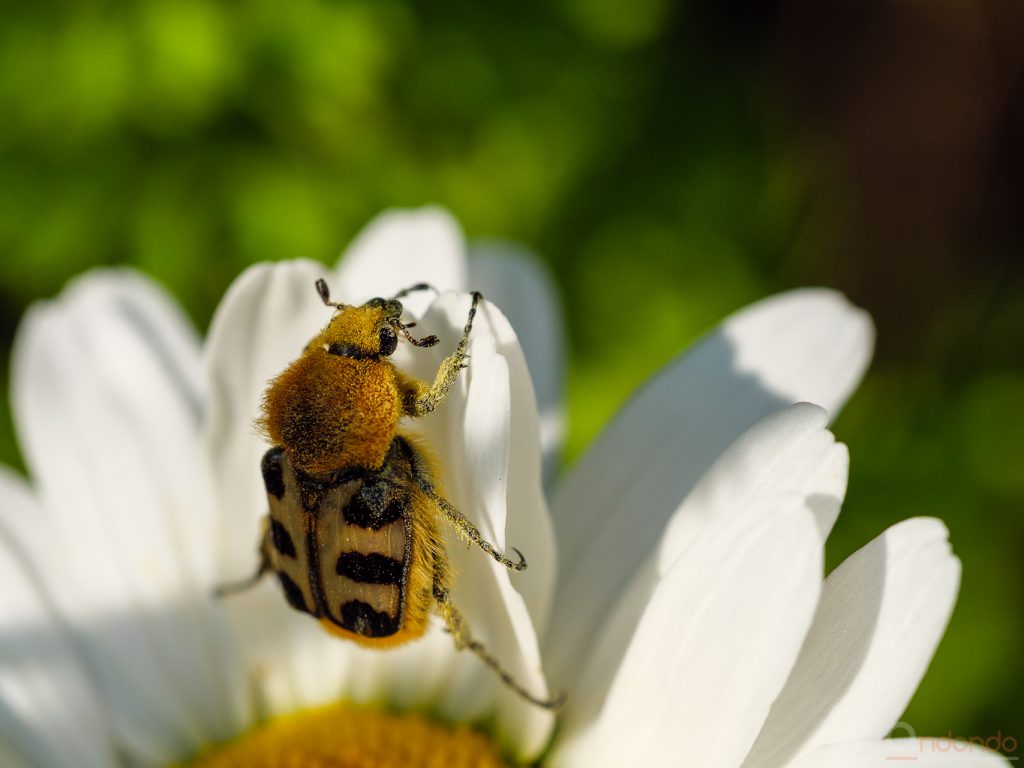 Pinselkäfer (Trichius gallicus)