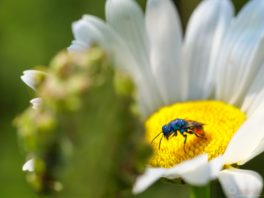 Gemeine Goldwespe (Chrysis ignita)