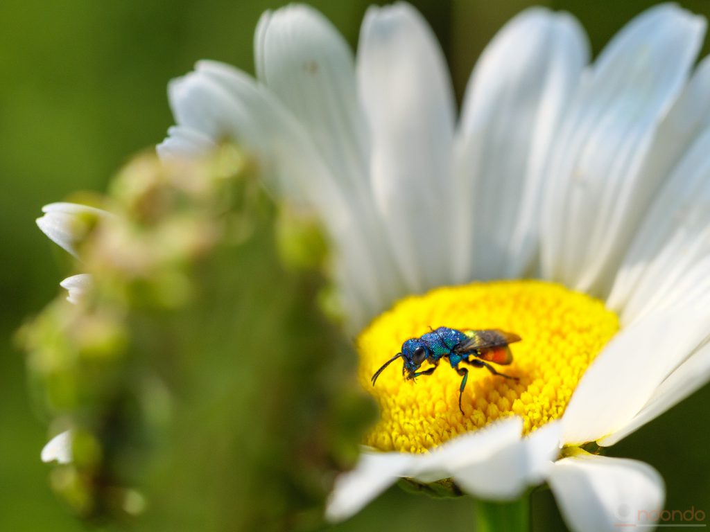 Gemeine Goldwespe (Chrysis ignita)