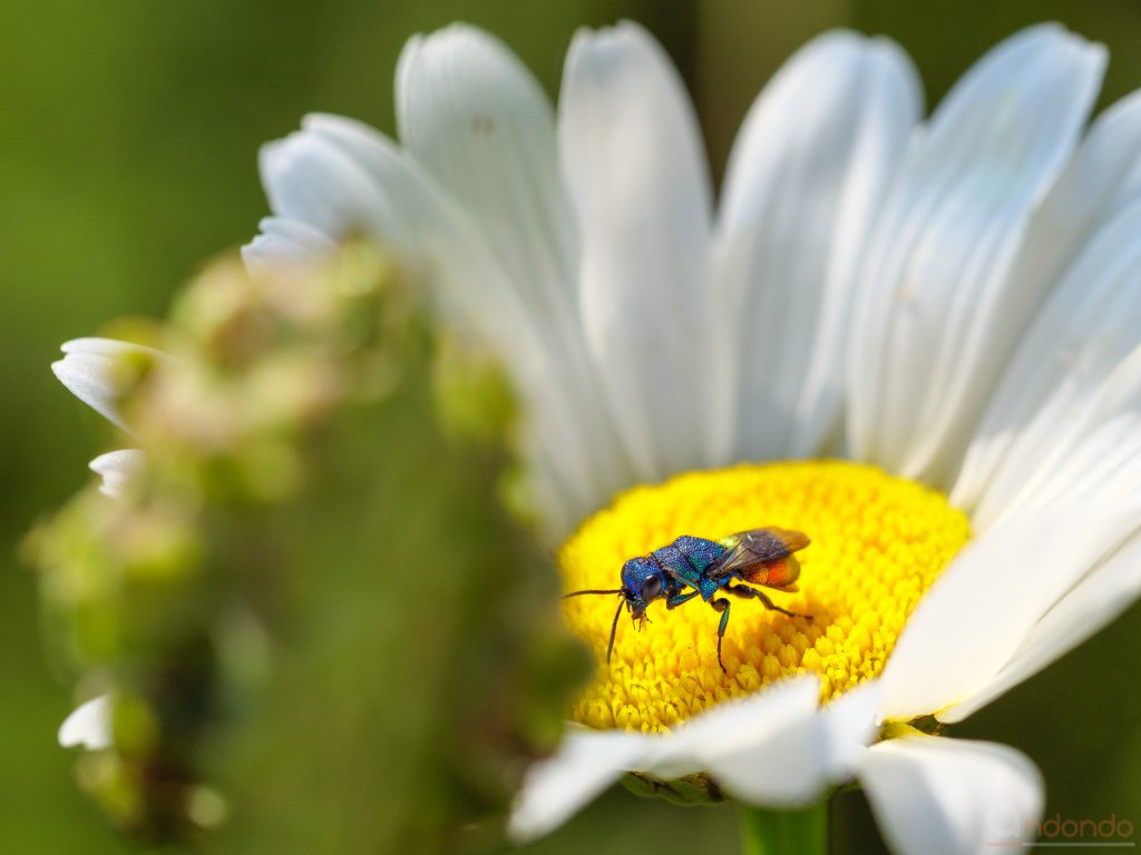 Gemeine Goldwespe (Chrysis ignita)