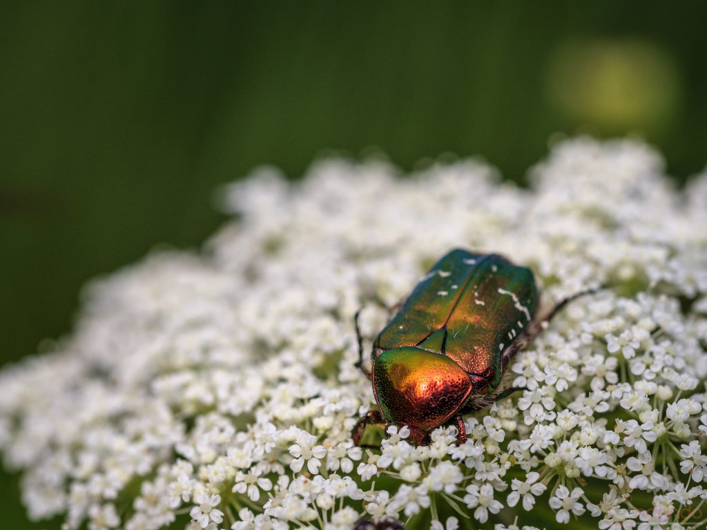 Rosenkäfer auf wilder Möhre