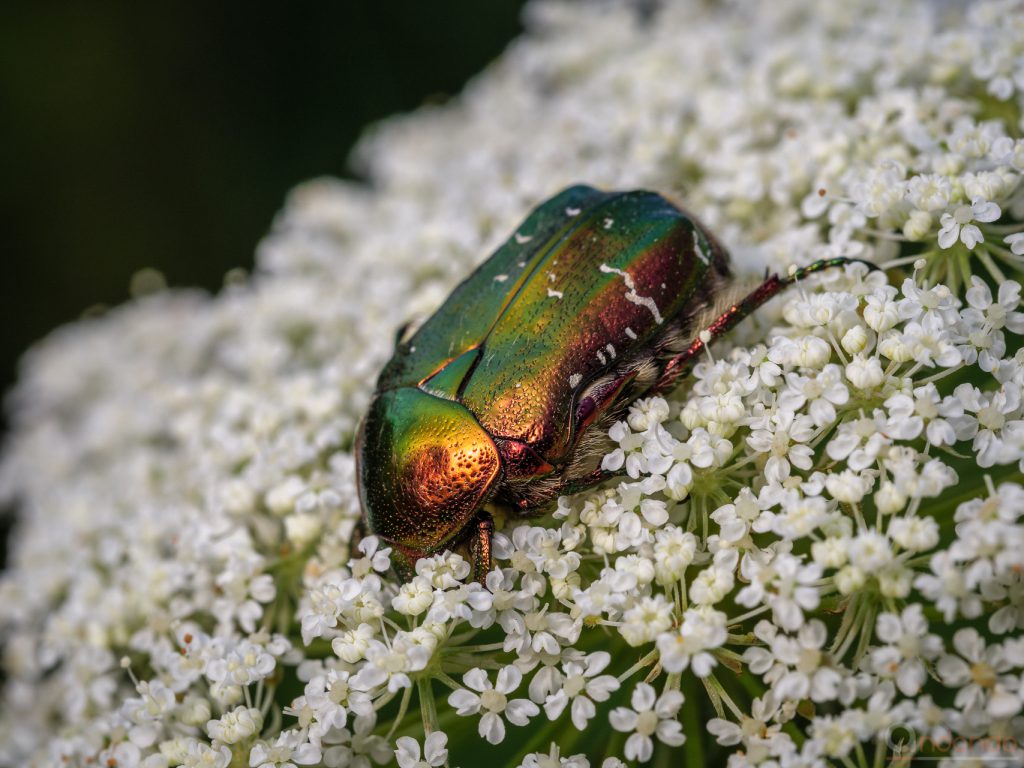 Rosenkäfer auf wilder Möhre