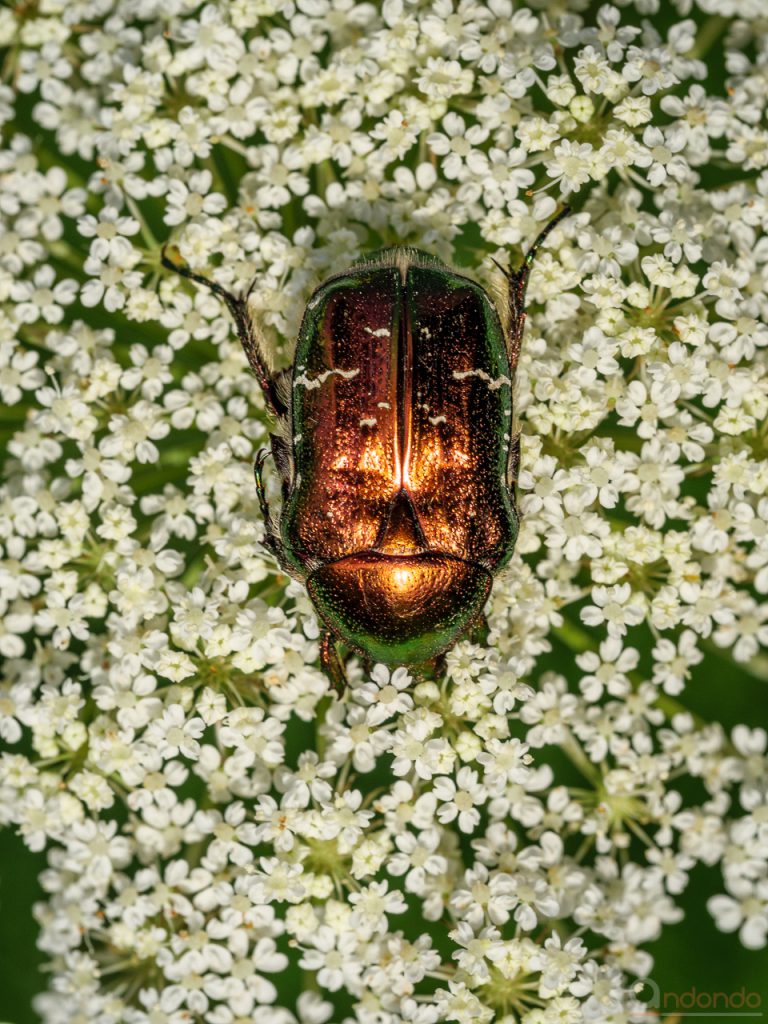 Rosenkäfer auf wilder Möhre