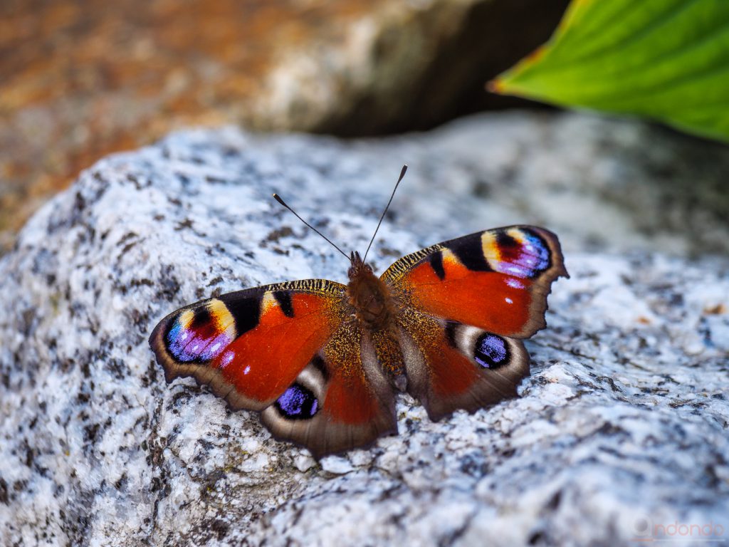 Tagpfauenauge auf der Mauer