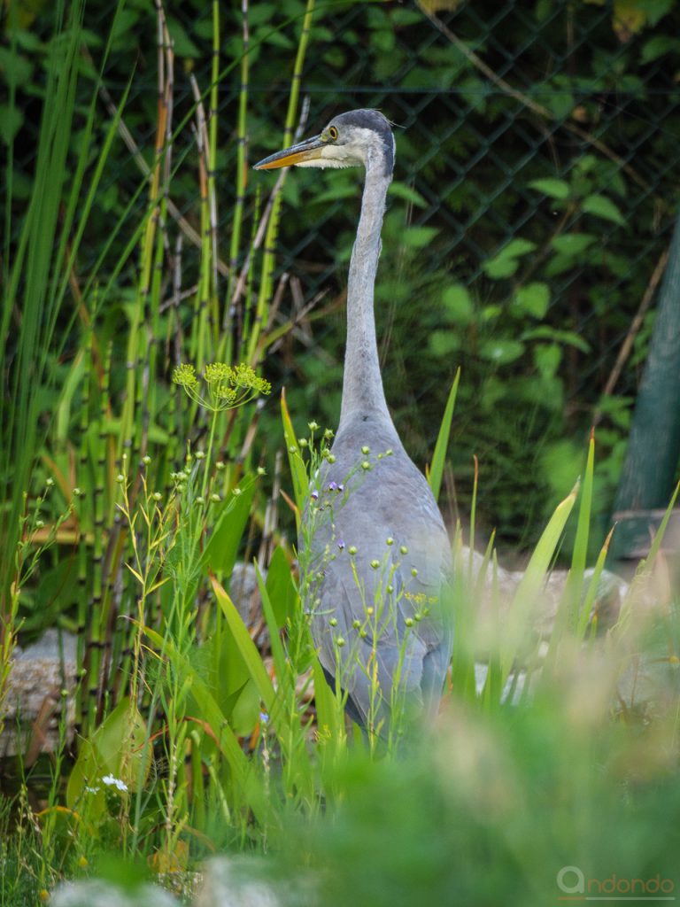 Graureiher im Garten