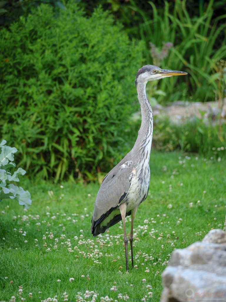 Graureiher im Garten