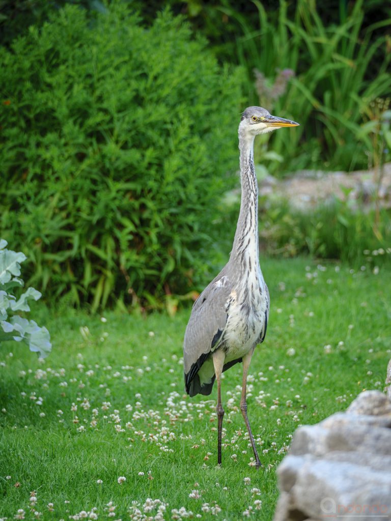 Graureiher im Garten