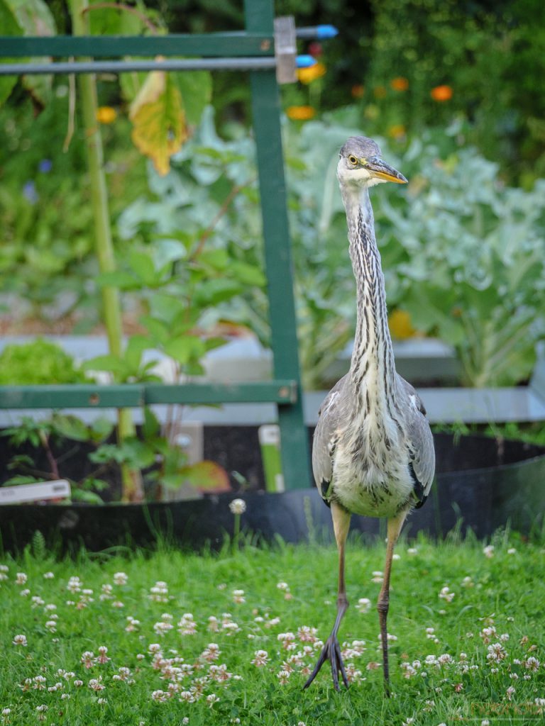 Graureiher im Garten