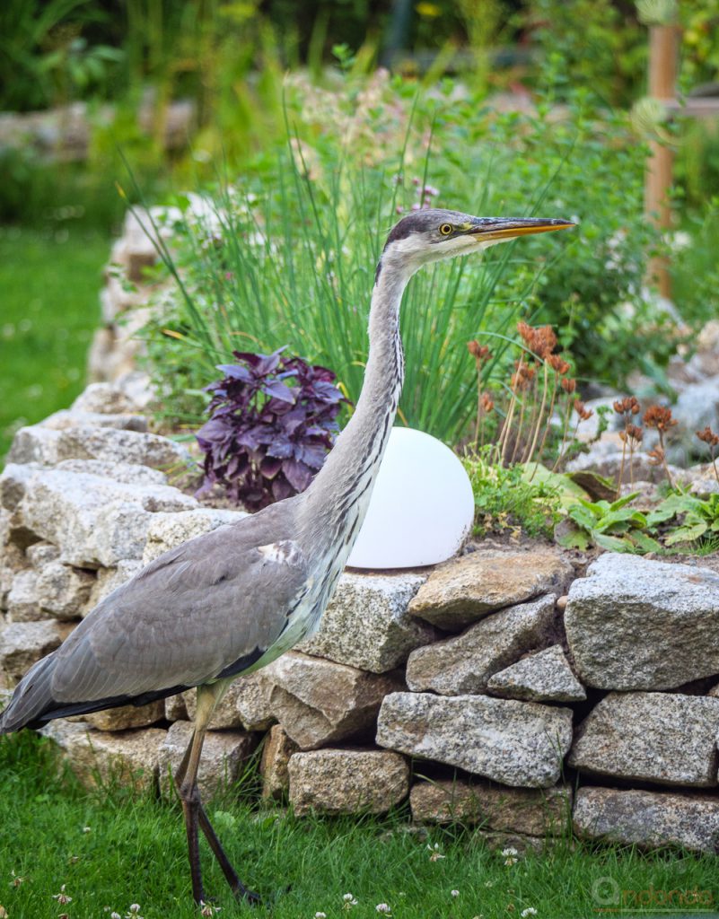 Graureiher im Garten