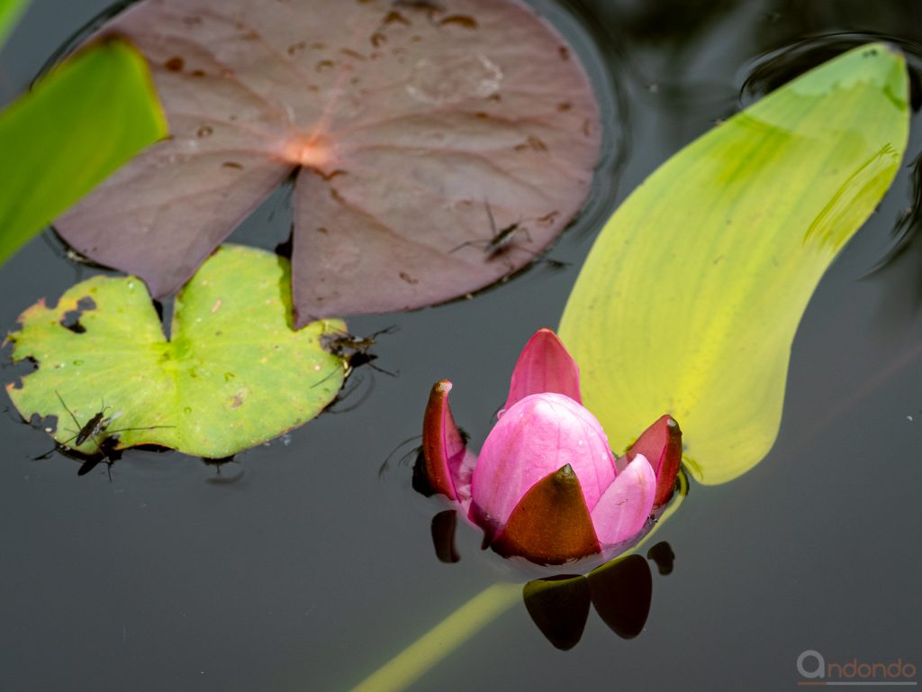 Seerosenblüte