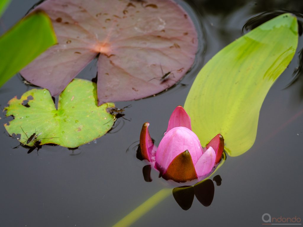 Seerosenblüte