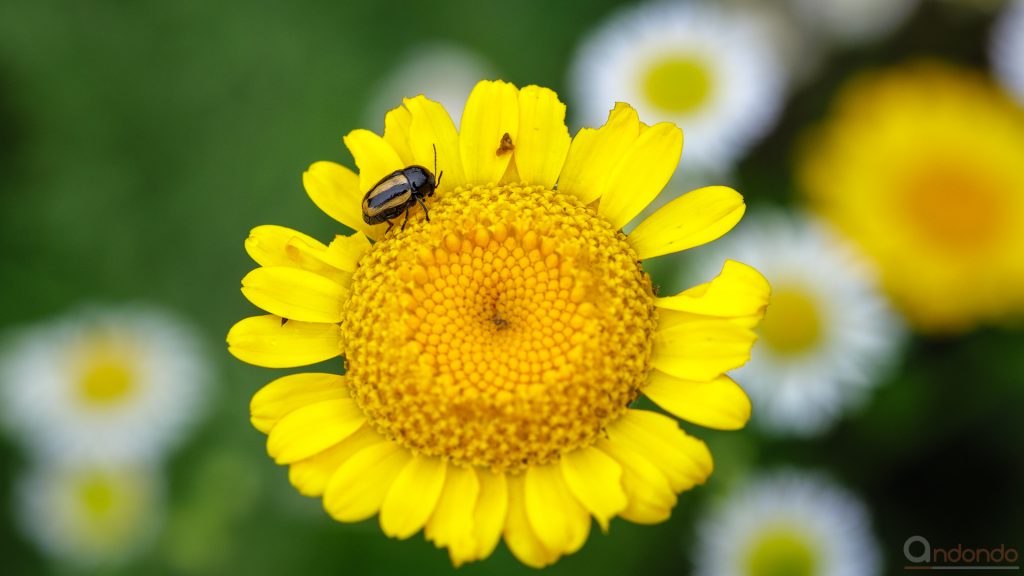 Gebänderter Fallkäfer (Cryptocephalus vittatus)