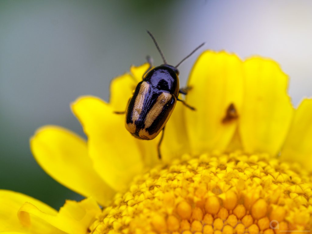 Gebänderter Fallkäfer (Cryptocephalus vittatus)