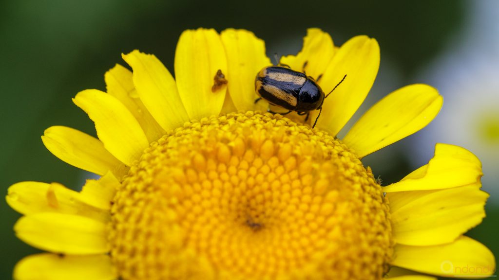 Gebänderter Fallkäfer (Cryptocephalus vittatus)