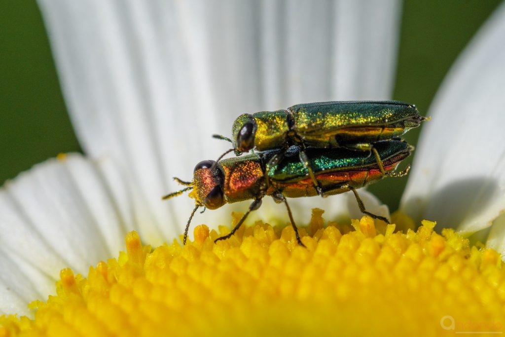 Glänzender Blütenprachtkäfer - Anthaxia nitidula