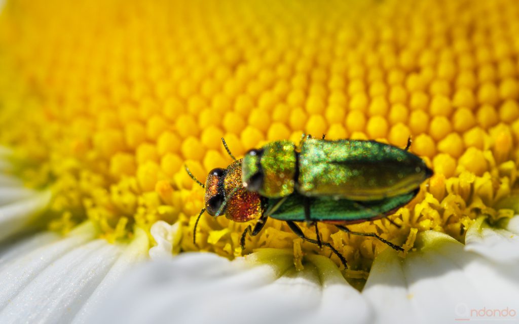 Glänzender Blütenprachtkäfer - Anthaxia nitidula