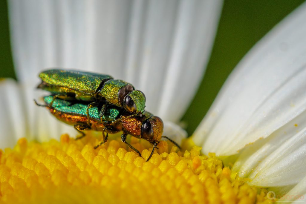 Glänzender Blütenprachtkäfer - Anthaxia nitidula