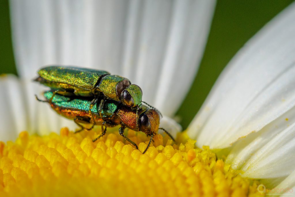 Glänzender Blütenprachtkäfer - Anthaxia nitidula