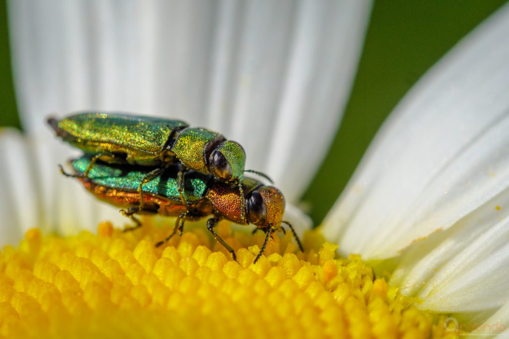 Glänzender Blütenprachtkäfer - Anthaxia nitidula