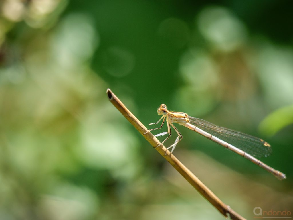 Azurjungfer Weibchen