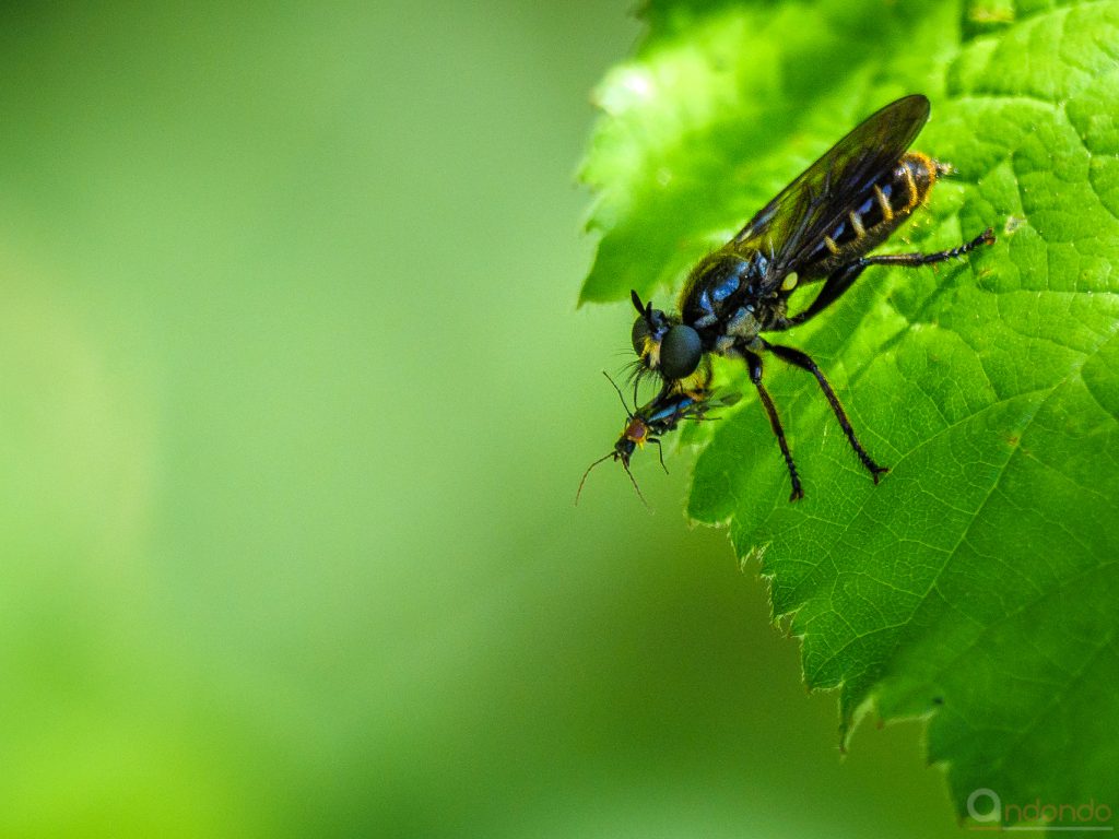 Raubfliege mit Beute