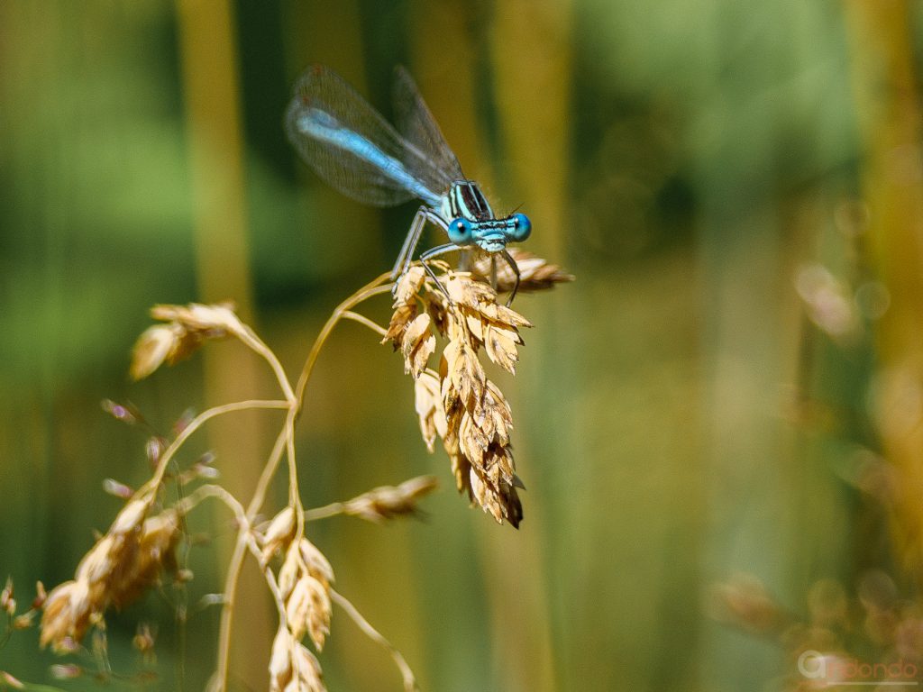 Azurjungfer