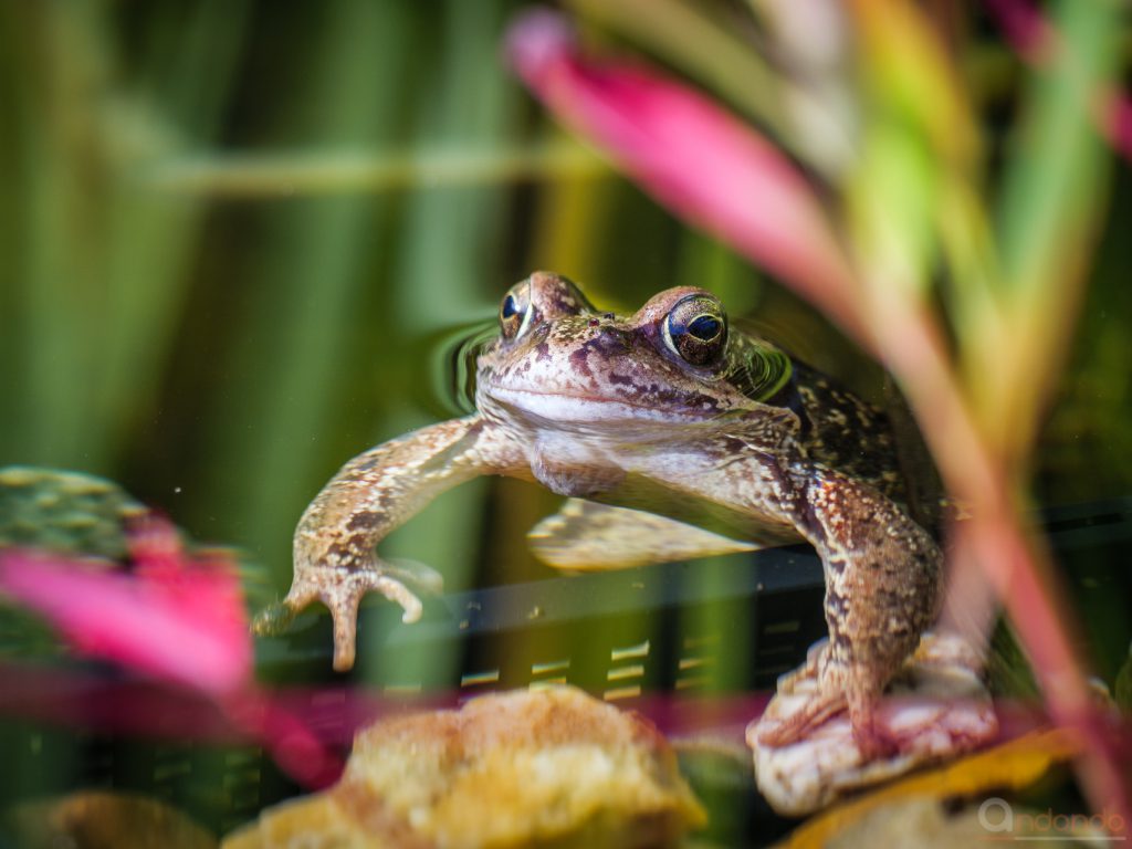 Grasfrosch im Teich