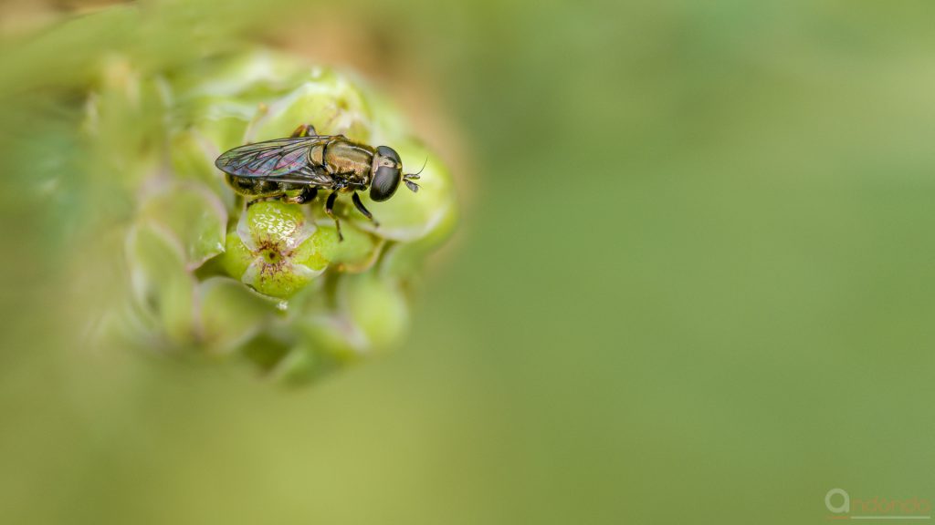 Schwebfliege mit Eiern