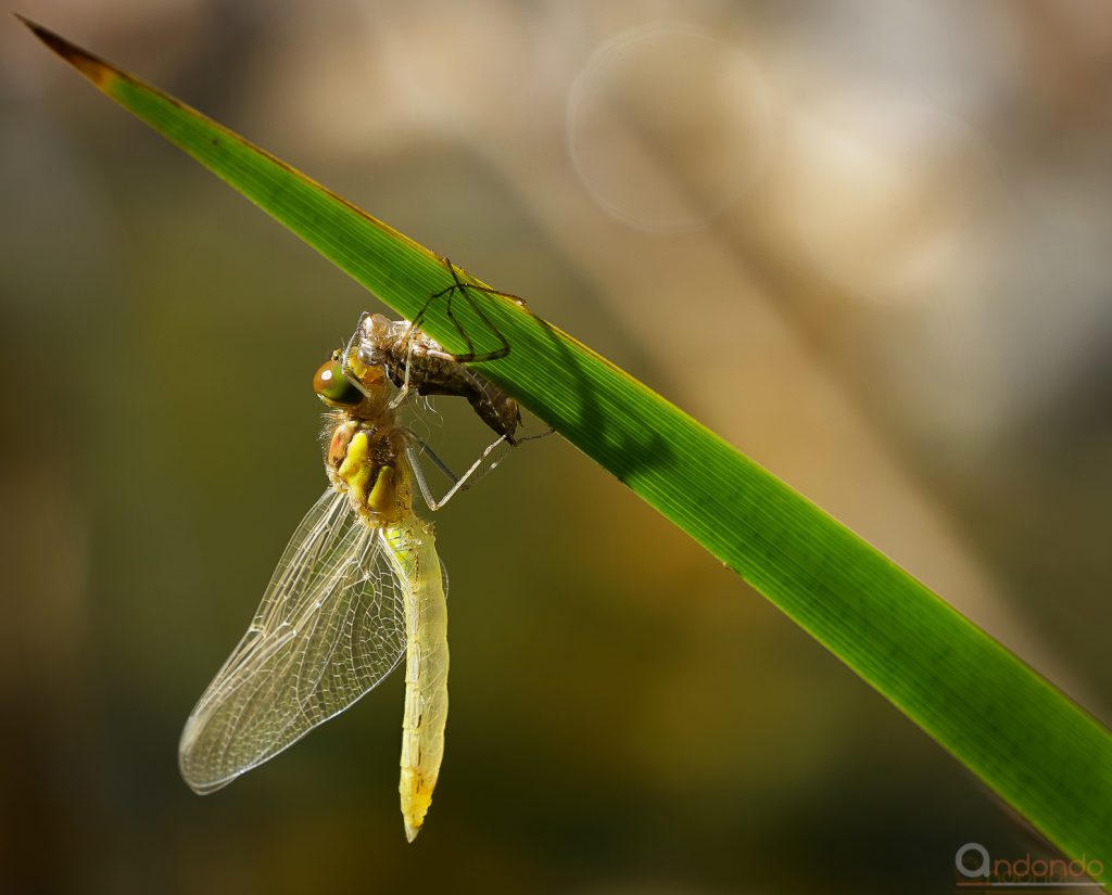 Heidelibelle mit Exuvie