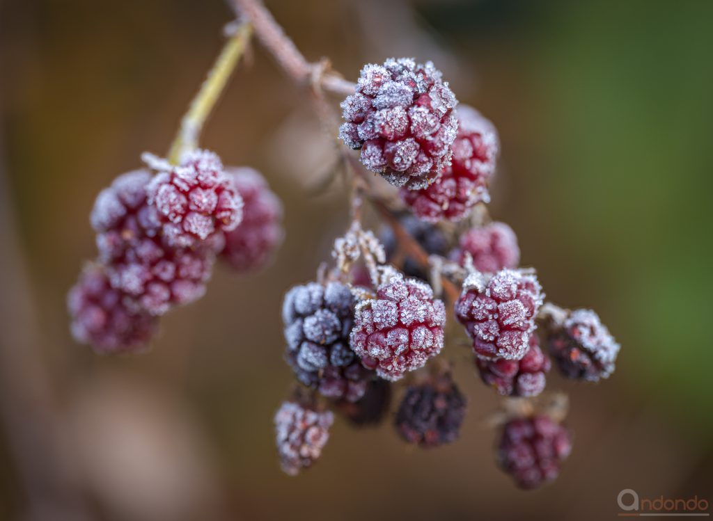 Brombeeren