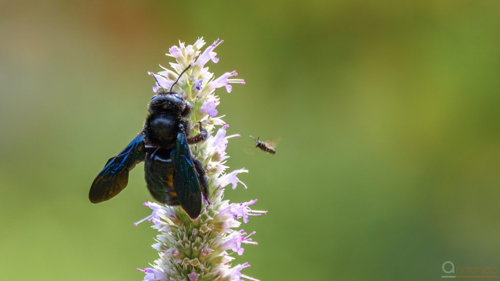 Blaue Holzbiene und Biene - David und Goliath